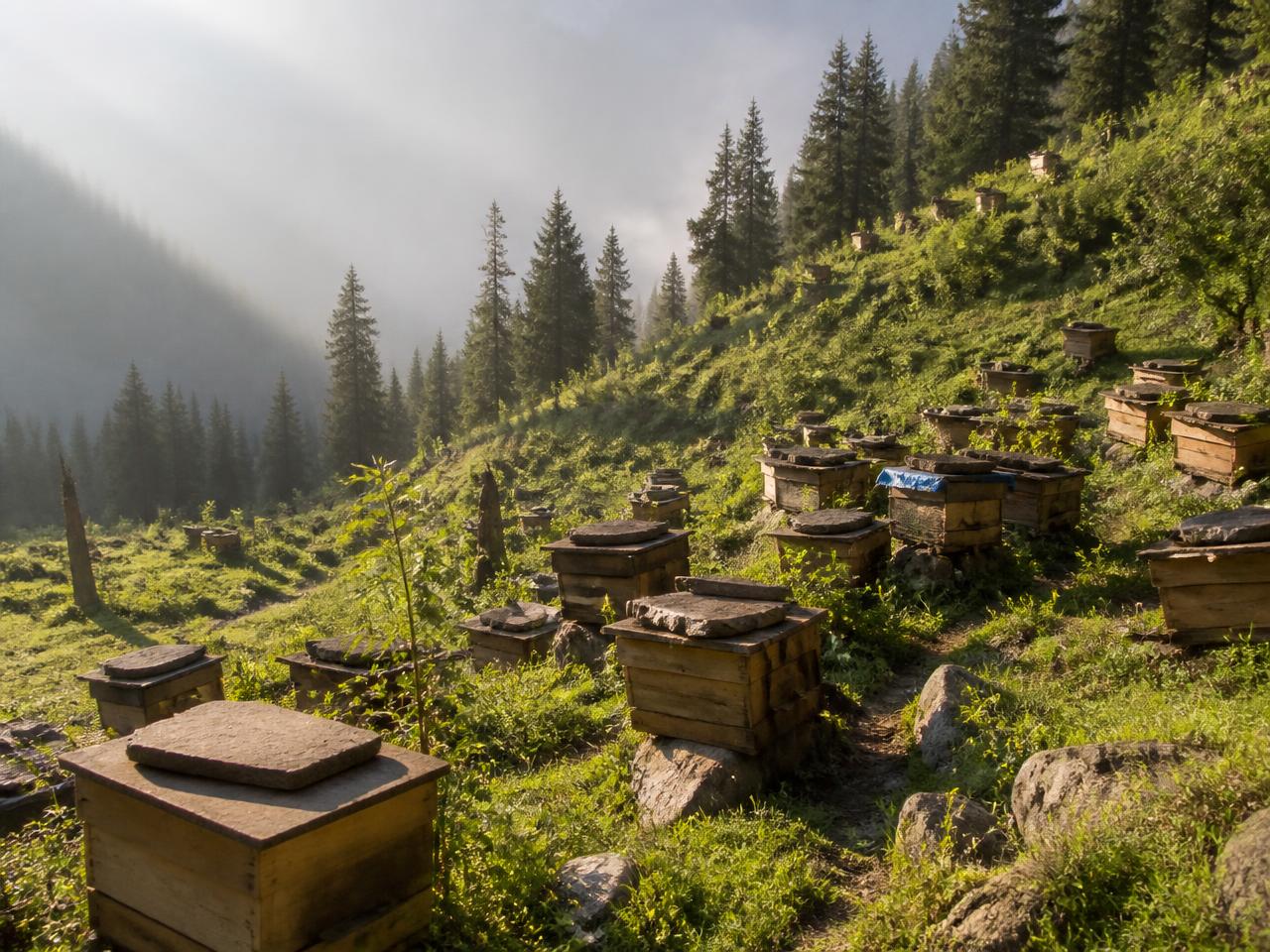 Wooden bee hives on a green mountain slope in northern Pakistan